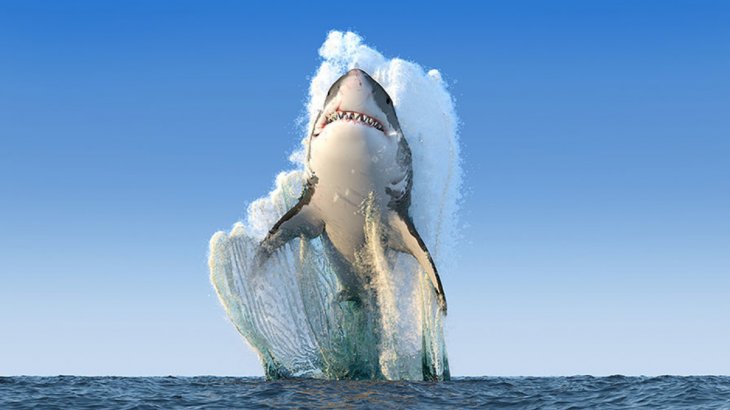 Рекордный прыжок большой белой акулы, также известной как акула-людоед