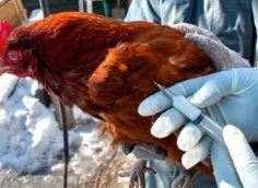 Казахстан ввел ограничения на границе с РФ из-за обнаружения птичьего гриппа