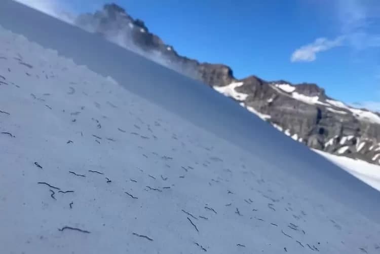 Миллиарды червей выползли из ледников в горах США