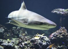 В Австралии большая акула на пляже напала на человека