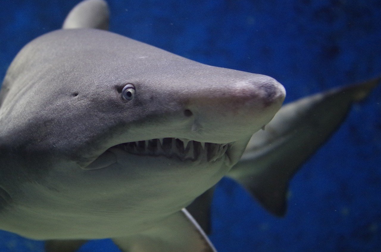 В Австралии большая акула на пляже напала на человека
